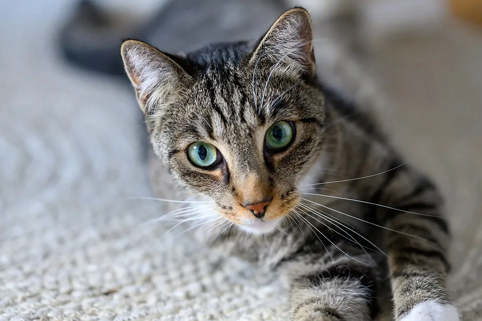 cat 10082073 960 720.jpg