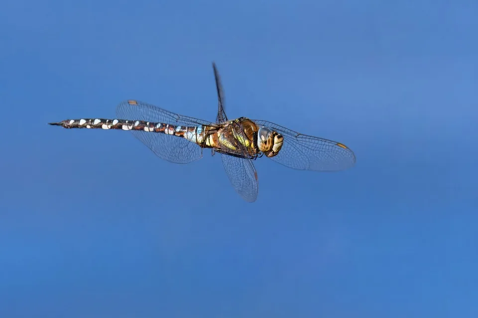dragon fly 10094676 960 720.jpg