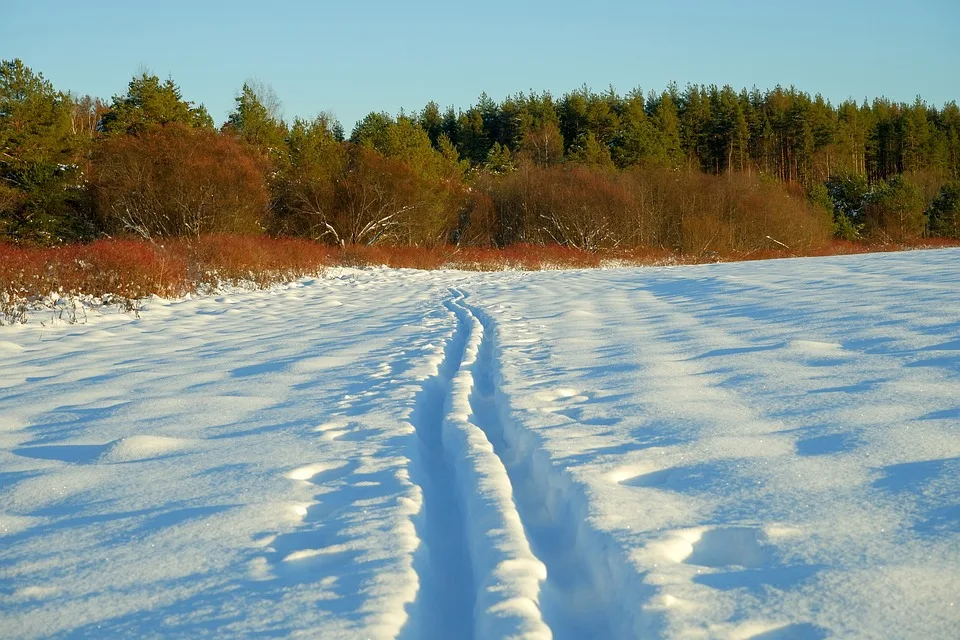 forest 10084411 960 720.jpg