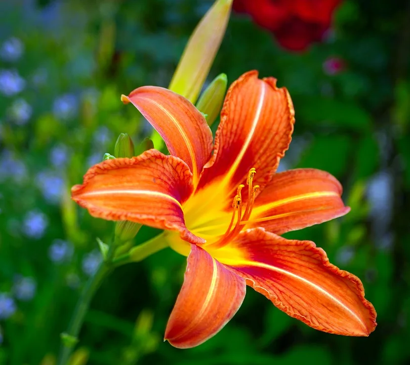 nature 10099126 960 720.jpg