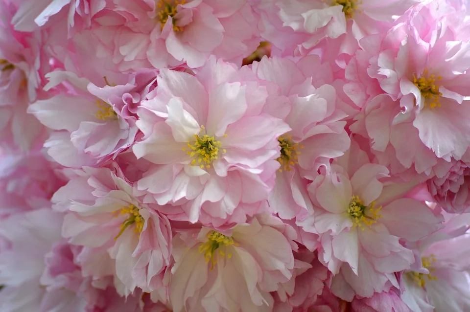 neelam279 flowers 10121055 960 720.jpg