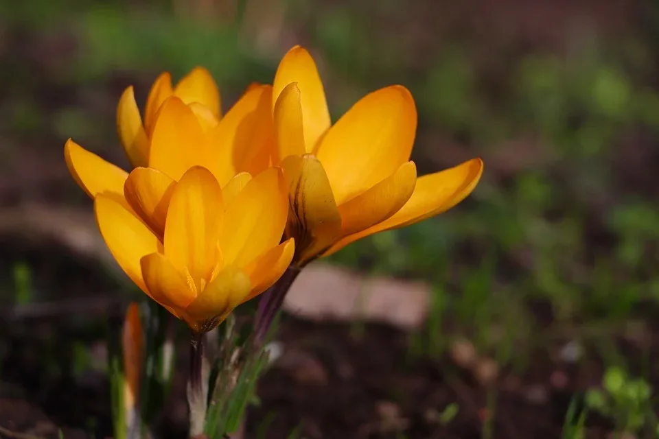nennieinszweidrei crocus 10128203 960 720.jpg