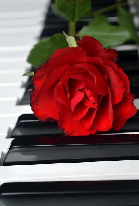 red rose 10100911 960 720.jpg