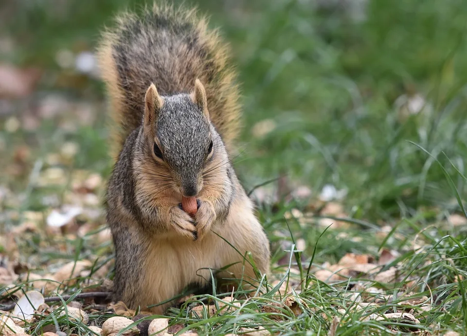 squirrel 10083122 960 720.jpg