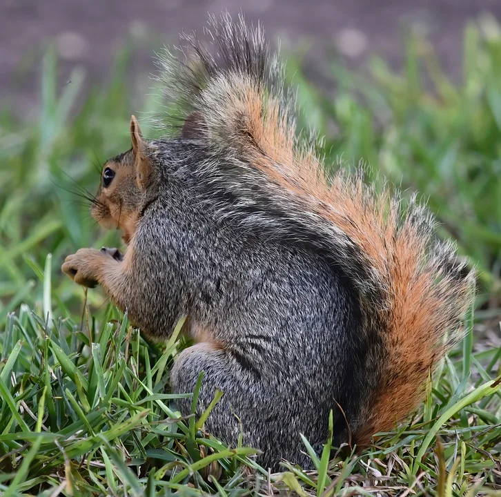 squirrel 10085638 960 720.jpg