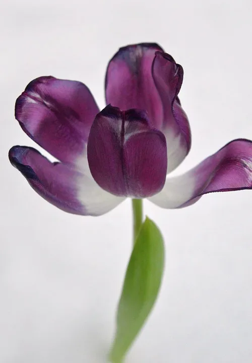 tulip 10093862 960 720.jpg