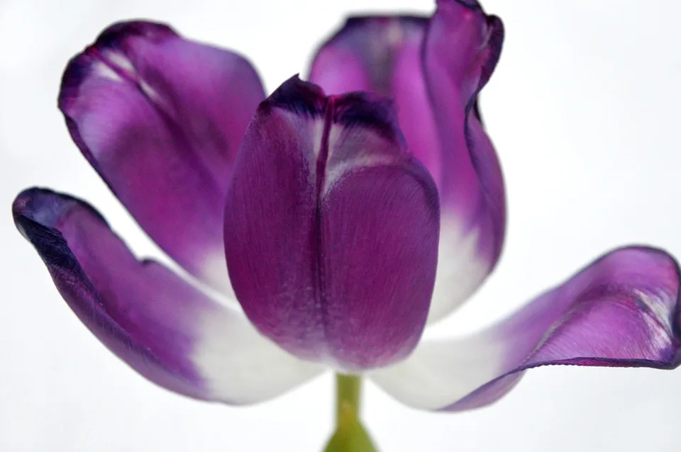 tulip 10093915 960 720.jpg