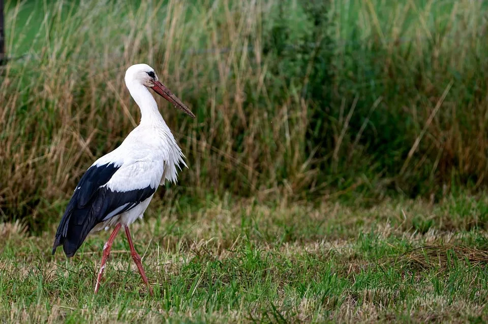 bernhardjaeck stork 10168225 960 720.jpg