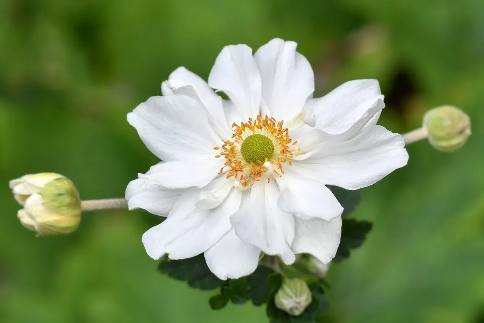 christels anemone 10131837 960 720.jpg