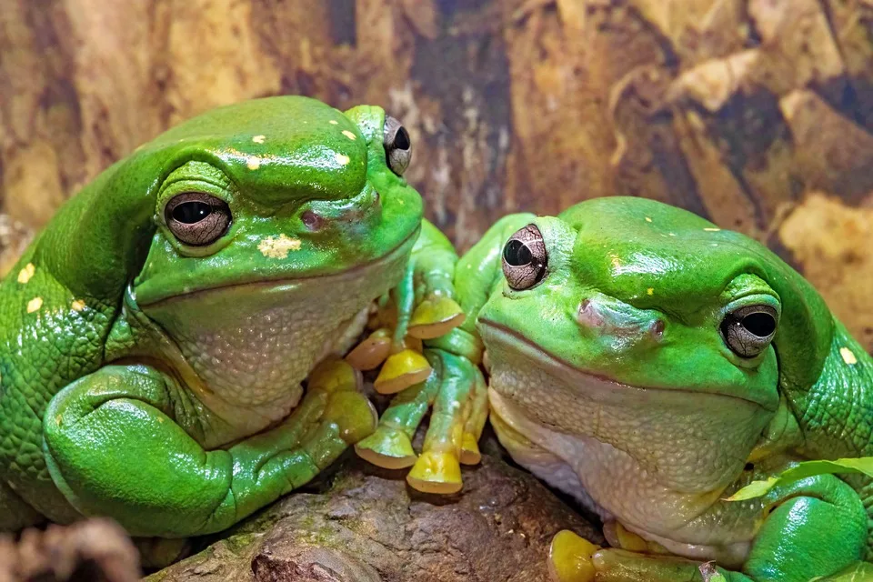 davidclode frogs 10167323 960 720.jpg