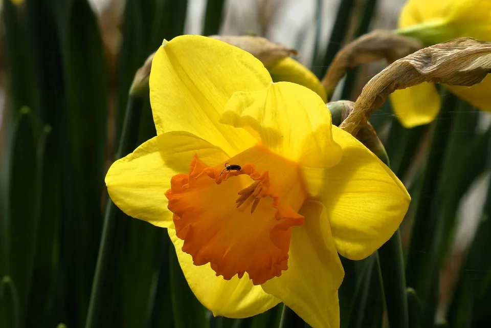 elsemargriet daffodil 10163706 960 720.jpg