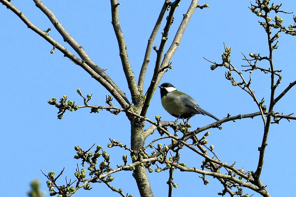 elsemargriet great tit 10164450 960 720.jpg