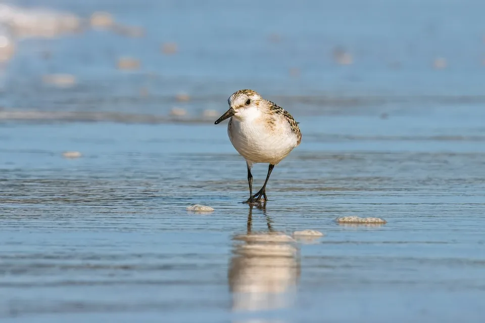 fotoblend sandpiper 10129345 960 720.jpg