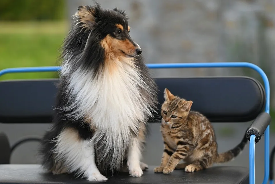 jaclou dl shetland sheepdog stuart 10167597 960 720.jpg