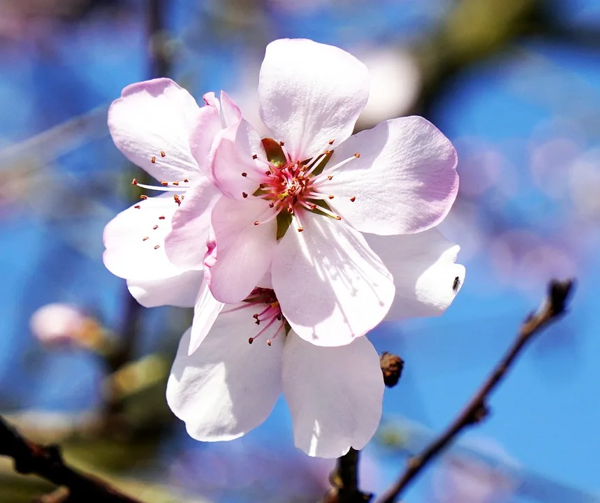 matthiasboeckel almond blossom 10167702 960 720.jpg