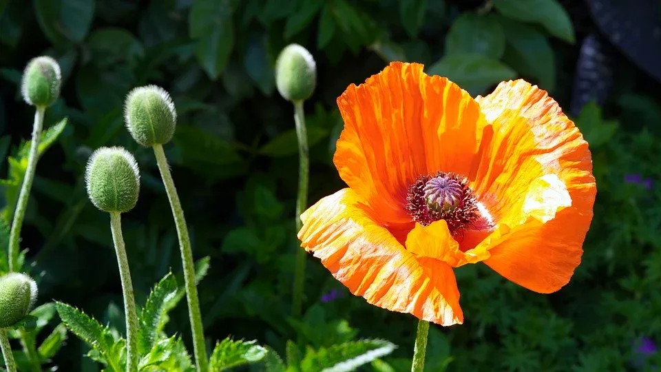 matthiasboeckel poppy 10169532 960 720.jpg