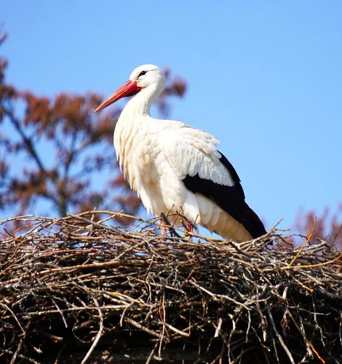 matthiasboeckel stork 10167700 960 720.jpg