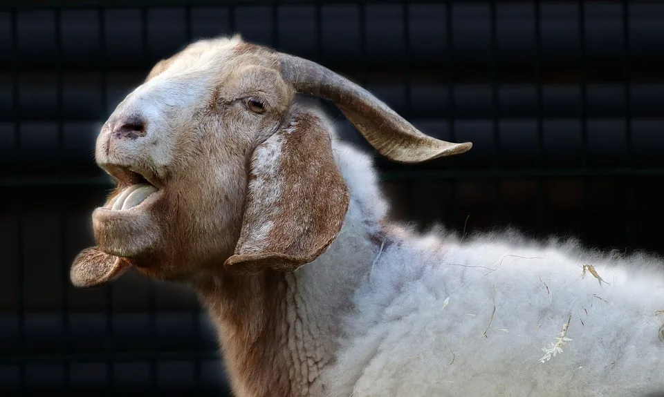 nennieinszweidrei goat 10124522 960 720.jpg