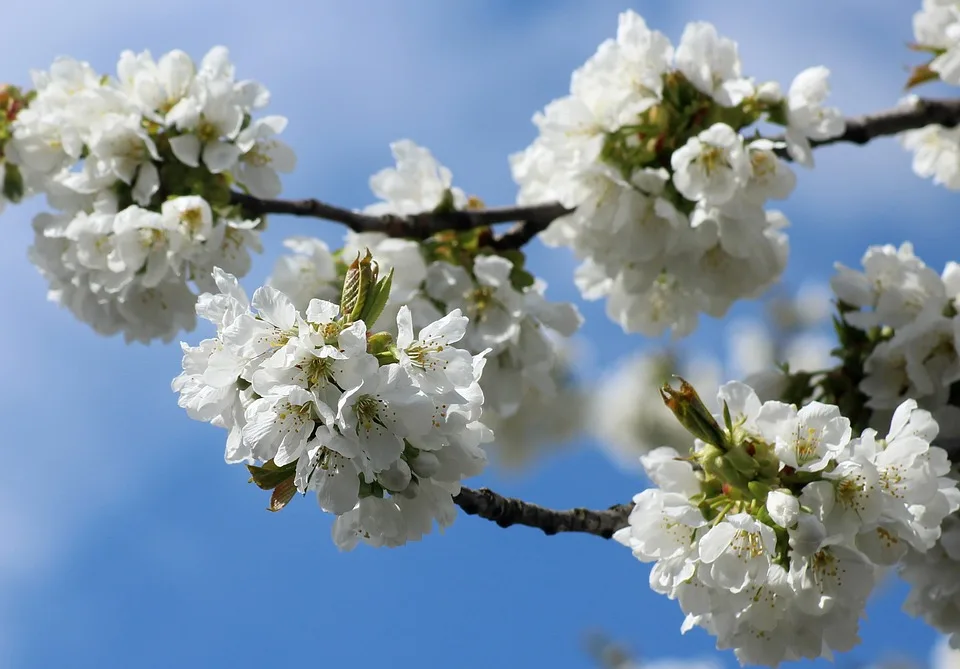 alicja cherry blossom 10194855 960 720.jpg