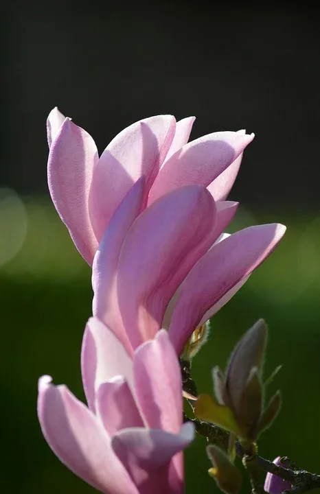 neelam279 magnolia 10197288 960 720.jpg