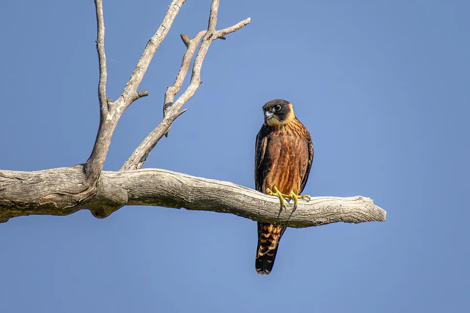 pen ash australian hobby 10183326 960 720.jpg