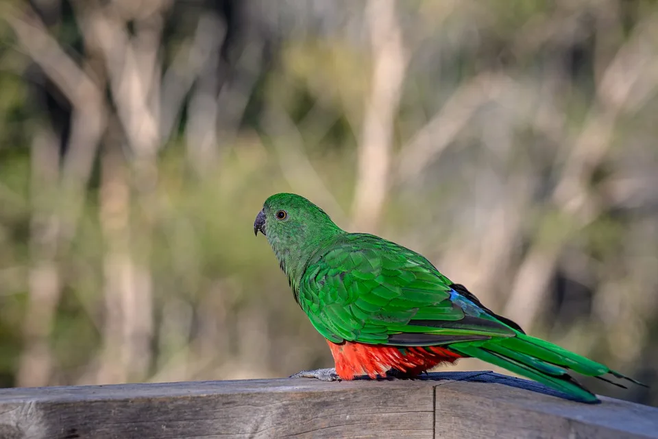 pen ash australian king parrot 10193541 960 720.jpg