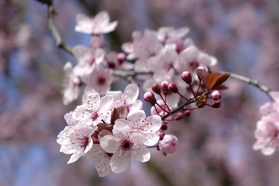 radfotosonn blood plum 10202633 960 720.jpg