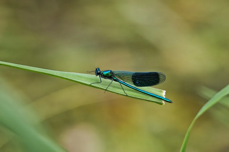 wvrede entomology 10202368 960 720.jpg